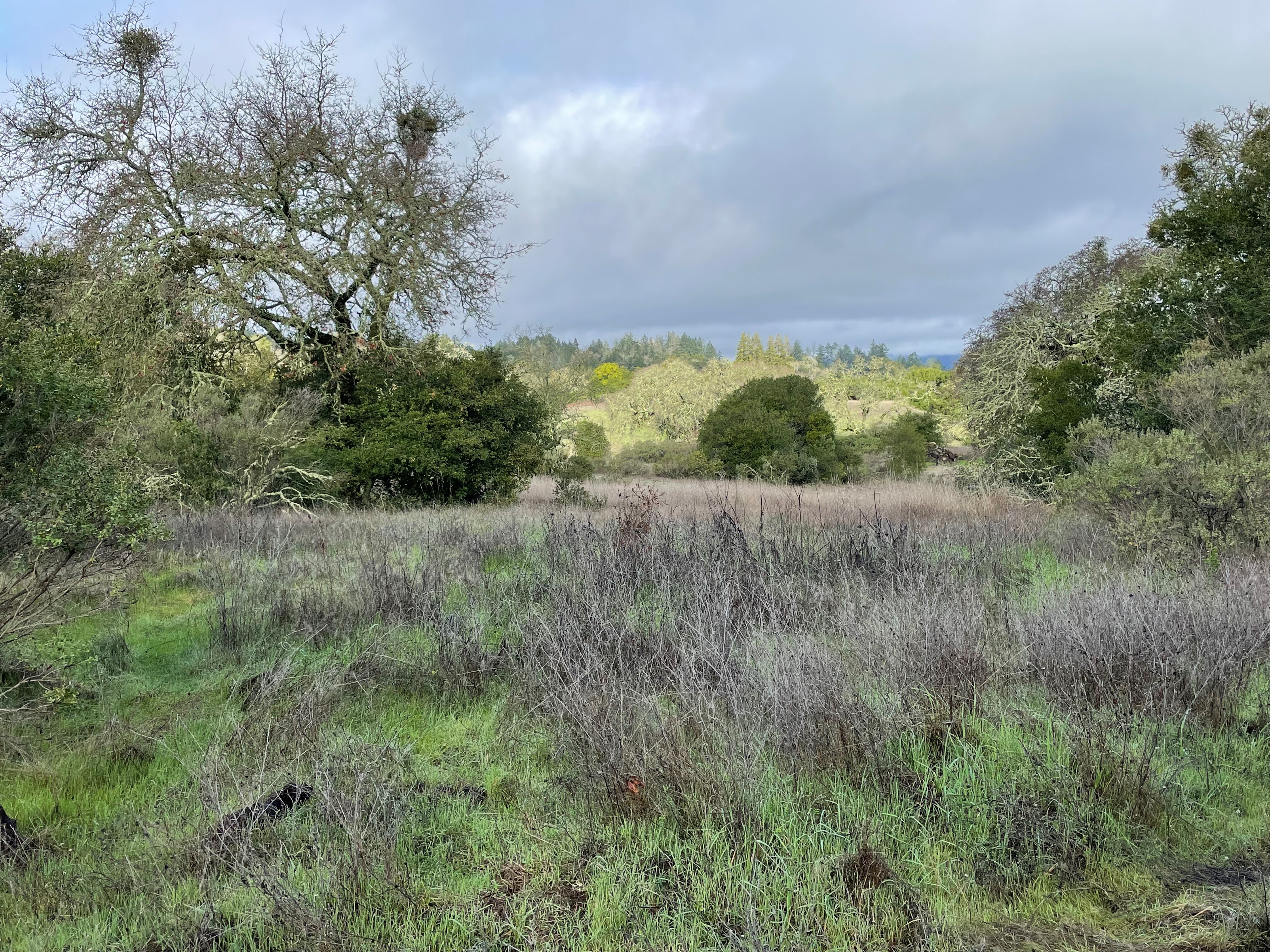Meadow